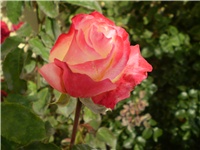 17eacfee-Picture 3473.jpg